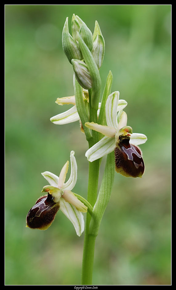 Ophrys sphegodes - finalmente le prime orchidee!